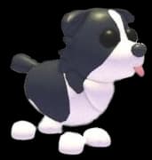 Border Collie — item image