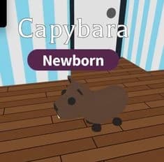Capybara — item image