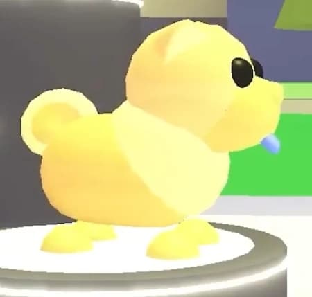 Golden Chow-Chow — item image