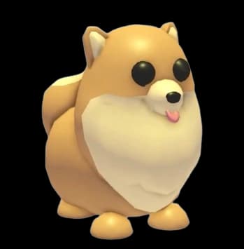 Pomeranian — item image